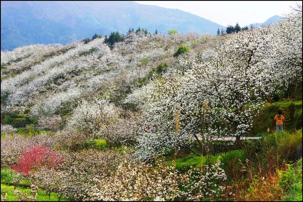 【春天,广西桂林灌阳县向您发出邀请!】我们在灌阳看梨花 - 游山玩水 - 张掖生活社区 - 张掖28生活网 zhangye.28life.com