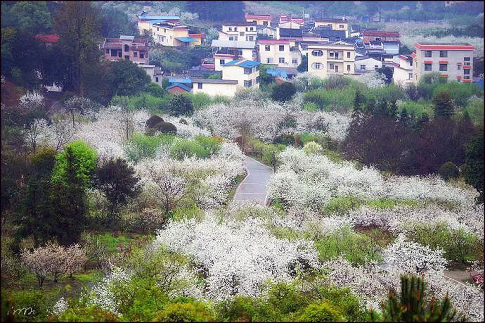 【春天,广西桂林灌阳县向您发出邀请!】我们在灌阳看梨花 - 游山玩水 - 张掖生活社区 - 张掖28生活网 zhangye.28life.com