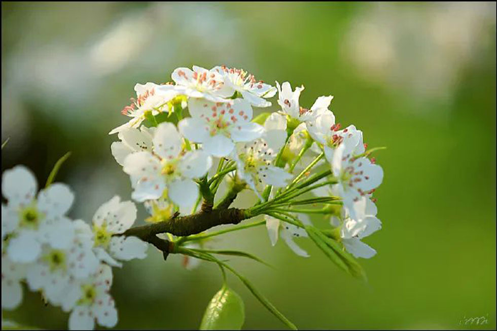【春天,广西桂林灌阳县向您发出邀请!】我们在灌阳看梨花 - 游山玩水 - 张掖生活社区 - 张掖28生活网 zhangye.28life.com