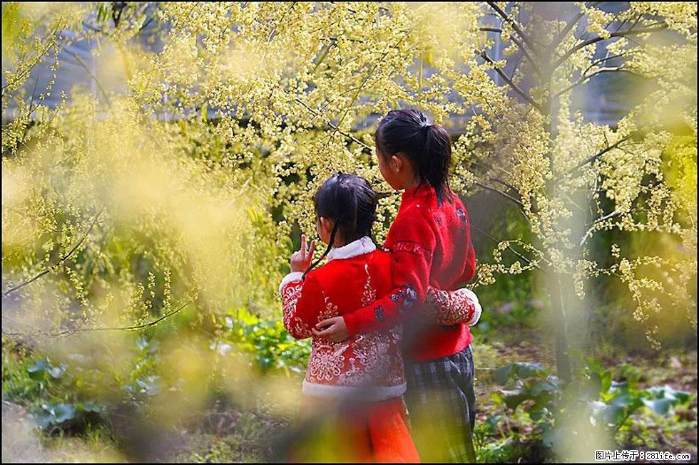 【春天,广西桂林灌阳县向您发出邀请!】米珠山前有片山苍子花在飘香 - 游山玩水 - 张掖生活社区 - 张掖28生活网 zhangye.28life.com