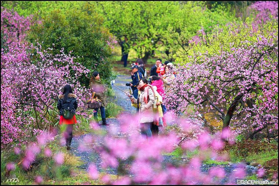 【春天，广西桂林灌阳县向您发出邀请！】官庄村有个醉美的桃花园 - 游山玩水 - 张掖生活社区 - 张掖28生活网 zhangye.28life.com