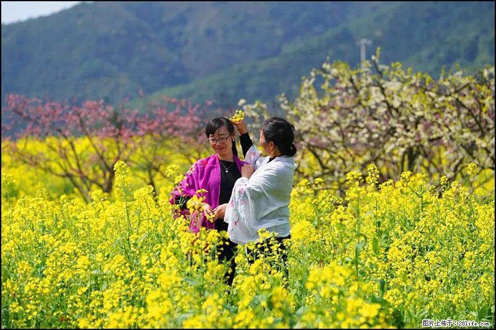 【春天,广西桂林灌阳县向您发出邀请!】长坪村油菜盛情花开 - 游山玩水 - 张掖生活社区 - 张掖28生活网 zhangye.28life.com