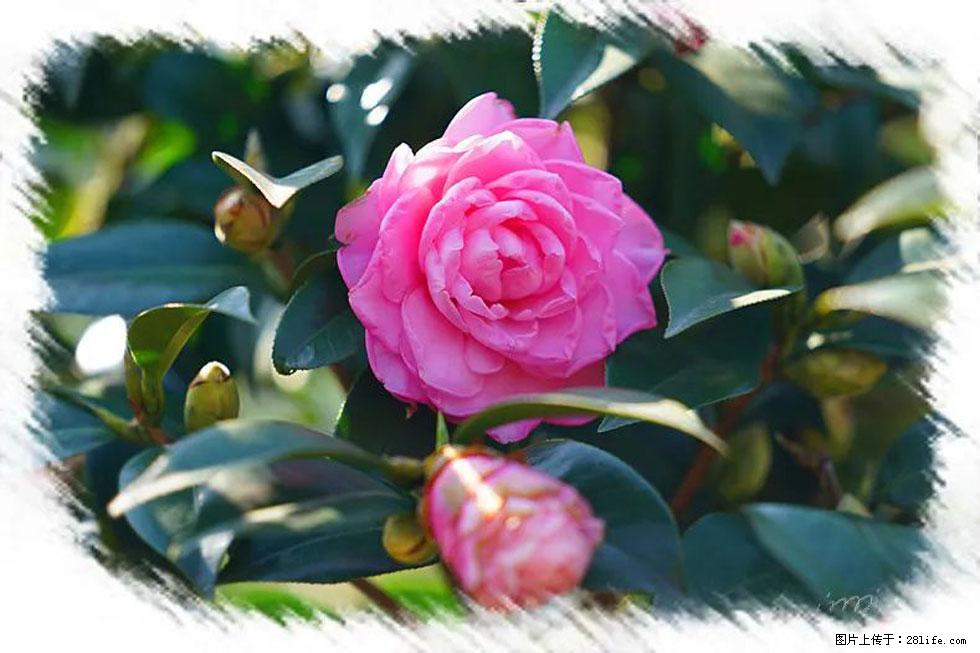 【春天,广西桂林灌阳县向您发出邀请!】杨柳井茶花惹人爱 - 游山玩水 - 张掖生活社区 - 张掖28生活网 zhangye.28life.com