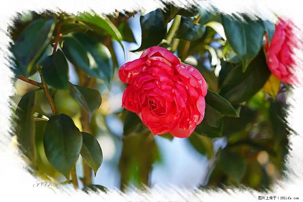 【春天,广西桂林灌阳县向您发出邀请!】杨柳井茶花惹人爱 - 游山玩水 - 张掖生活社区 - 张掖28生活网 zhangye.28life.com