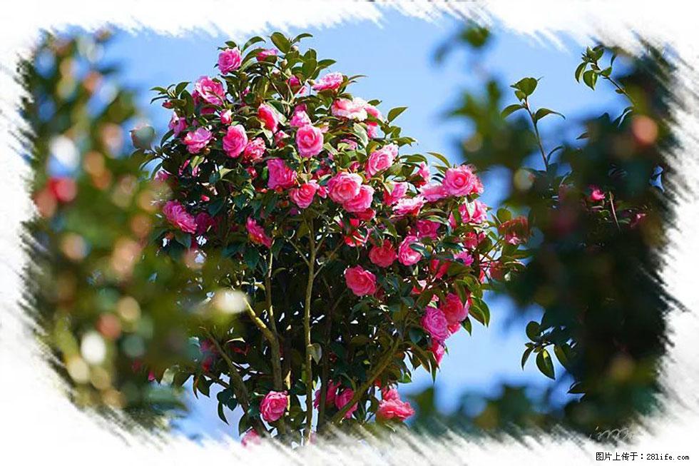 【春天,广西桂林灌阳县向您发出邀请!】杨柳井茶花惹人爱 - 游山玩水 - 张掖生活社区 - 张掖28生活网 zhangye.28life.com