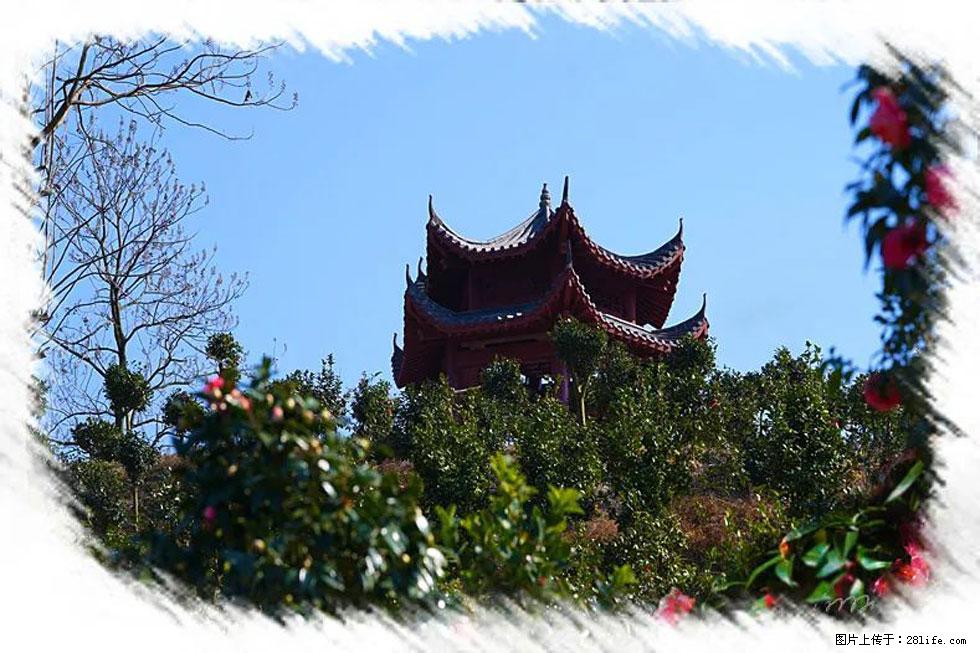 【春天,广西桂林灌阳县向您发出邀请!】杨柳井茶花惹人爱 - 游山玩水 - 张掖生活社区 - 张掖28生活网 zhangye.28life.com
