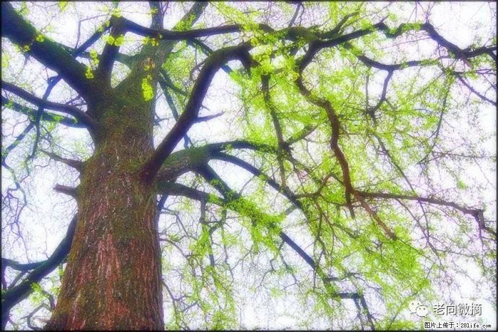 【春天,广西桂林灌阳县向您发出邀请!】在小龙村与春天约会 - 游山玩水 - 张掖生活社区 - 张掖28生活网 zhangye.28life.com