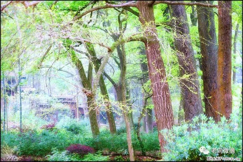 【春天,广西桂林灌阳县向您发出邀请!】在小龙村与春天约会 - 游山玩水 - 张掖生活社区 - 张掖28生活网 zhangye.28life.com