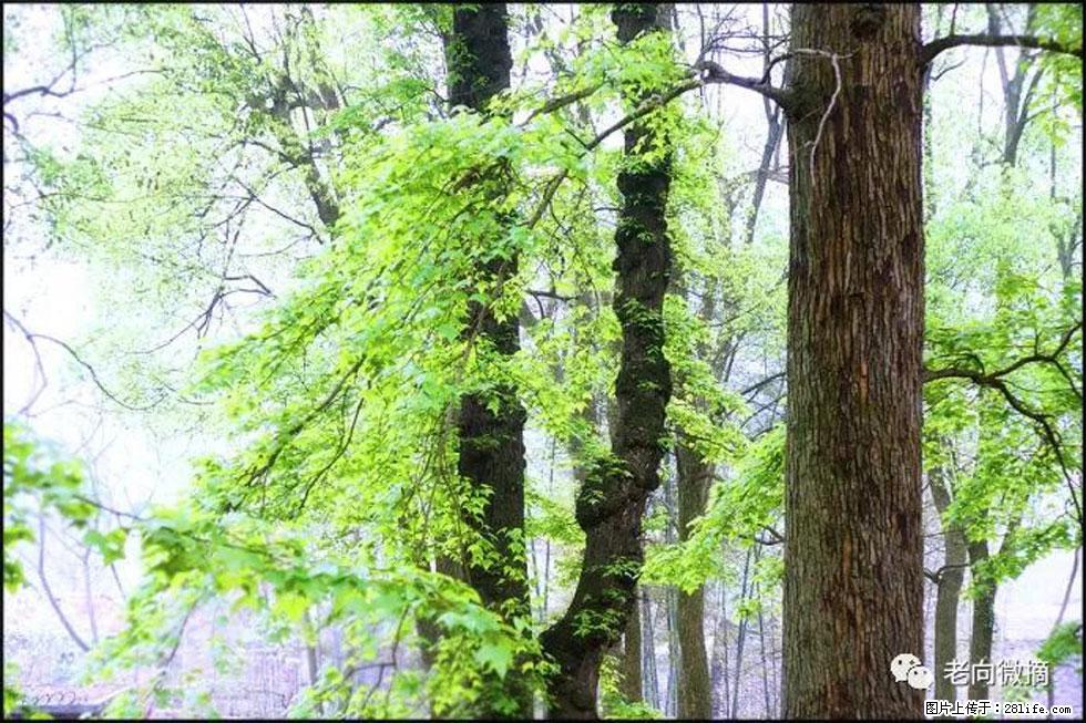 【春天,广西桂林灌阳县向您发出邀请!】在小龙村与春天约会 - 游山玩水 - 张掖生活社区 - 张掖28生活网 zhangye.28life.com