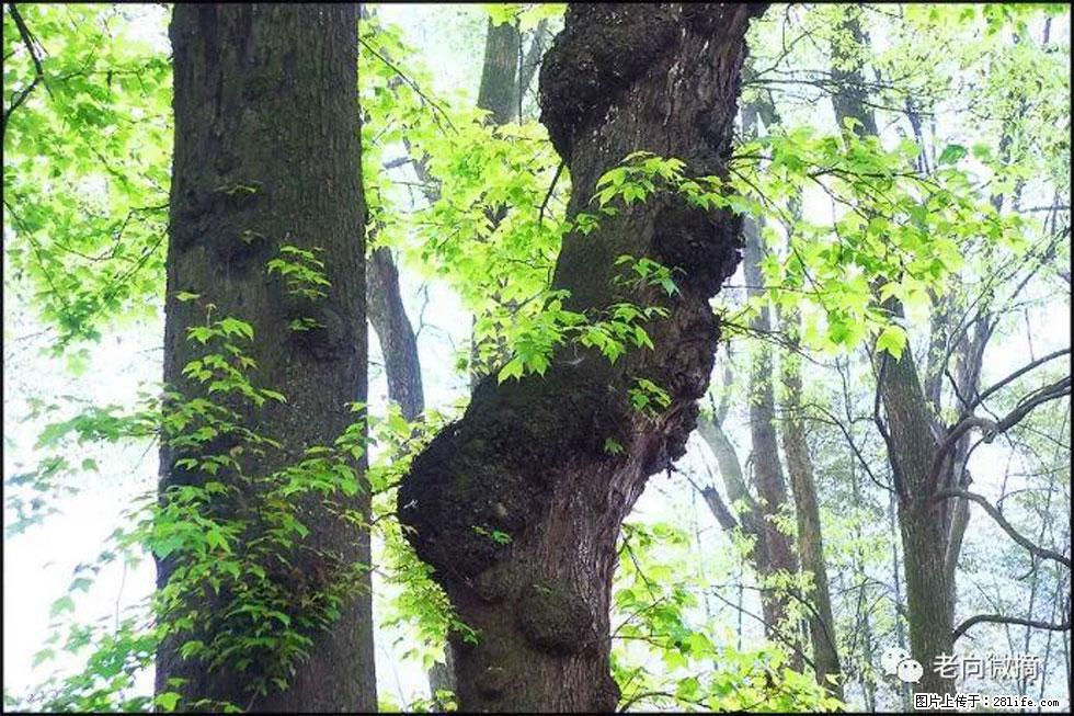 【春天,广西桂林灌阳县向您发出邀请!】在小龙村与春天约会 - 游山玩水 - 张掖生活社区 - 张掖28生活网 zhangye.28life.com
