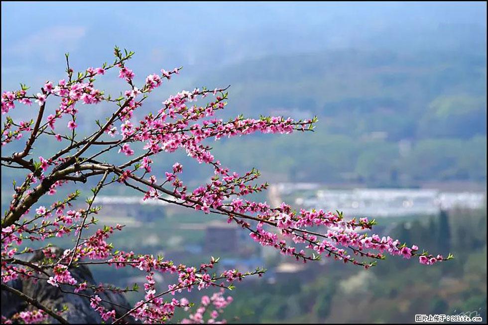 【春天，广西桂林灌阳县向您发出邀请！】望月岭上桃花开 - 游山玩水 - 张掖生活社区 - 张掖28生活网 zhangye.28life.com