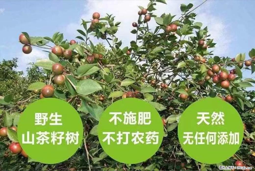 【灌阳县油茶产业示范区】一个有着充实的精神生活的人,对待身外之物自会有一种淡泊的态度 - 土特产 - 饮食特产 - 张掖分类信息 - 张掖28生活网 zhangye.28life.com