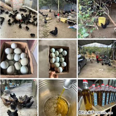 油茶园从小鸡仔开始养起的纯土鸡、土鸡蛋可以预定啦!还有前几天刚榨的纯山茶油哦 - 美食天地 - 张掖生活社区 - 张掖28生活网 zhangye.28life.com