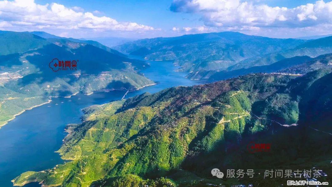 时间果百年古树龙珠普洱生茶 - 购物交流 - 张掖生活社区 - 张掖28生活网 zhangye.28life.com