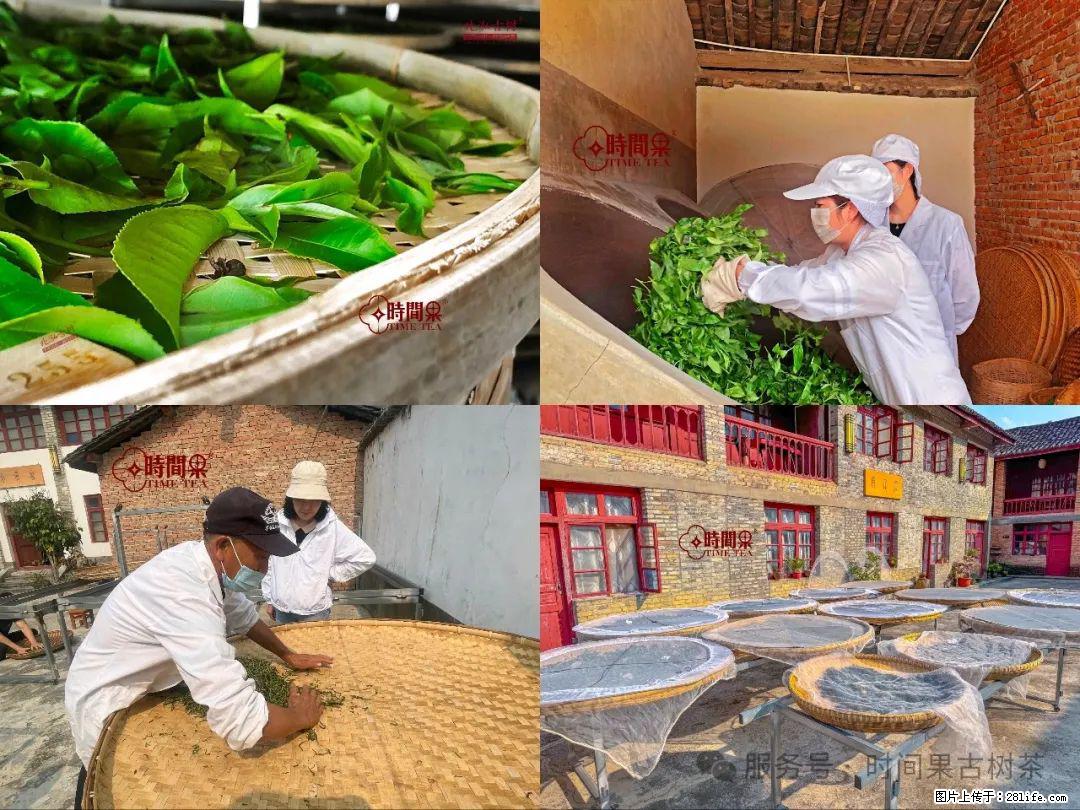 时间果百年古树龙珠普洱生茶 - 购物交流 - 张掖生活社区 - 张掖28生活网 zhangye.28life.com