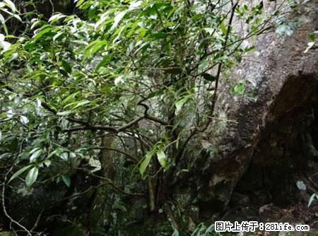 平乐石崖茶,珍贵仅次于金花茶 - 张掖生活资讯 - 张掖28生活网 zhangye.28life.com