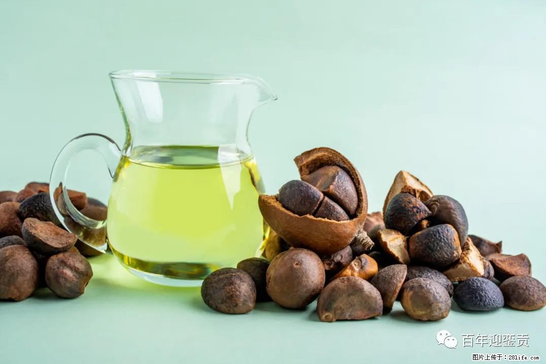 世界没有真相，只有认知，最好的食用油是中国的山茶油！ - 张掖生活资讯 - 张掖28生活网 zhangye.28life.com