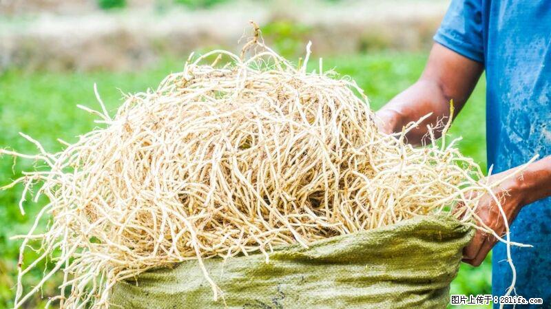 堪称“最难吃”的蔬菜，却是 “抗辐射神器”，还能护肺、清热、止咳化痰！ - 张掖生活资讯 - 张掖28生活网 zhangye.28life.com