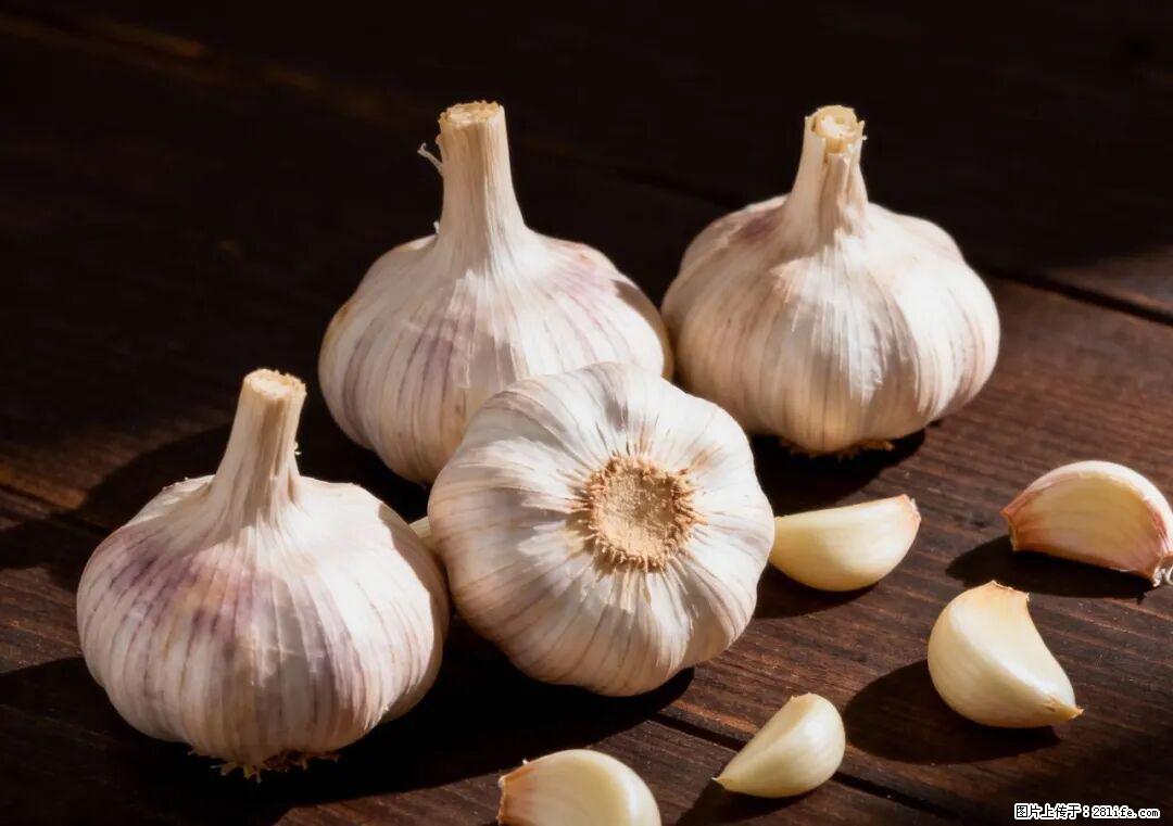 关于大蒜，除了“天然抗生素”，这4个谣言更该警惕! - 张掖生活资讯 - 张掖28生活网 zhangye.28life.com