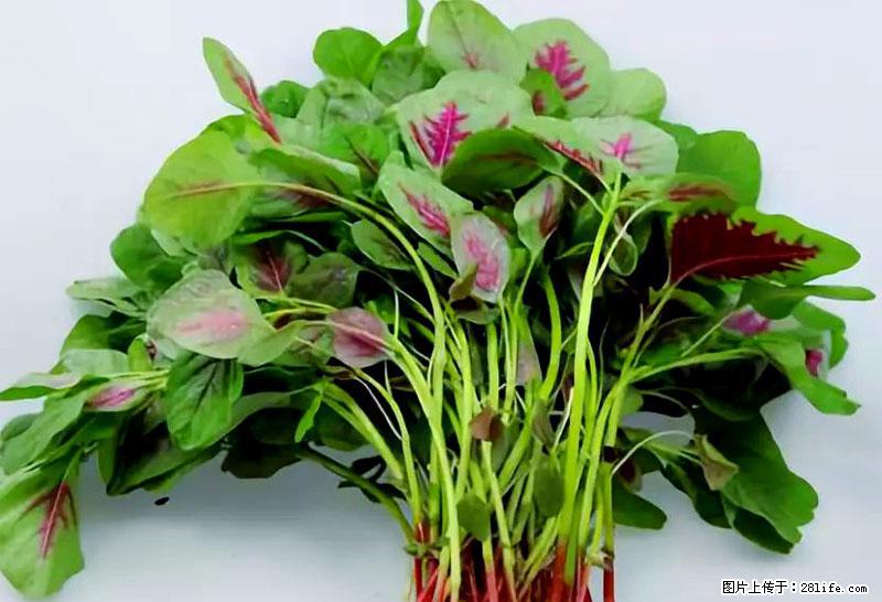 这些蔬菜是“天然钙片”，这6种被医生重点推荐 - 张掖生活资讯 - 张掖28生活网 zhangye.28life.com