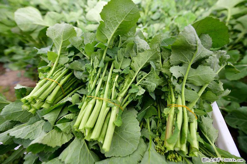 这些蔬菜是“天然钙片”，这6种被医生重点推荐 - 张掖生活资讯 - 张掖28生活网 zhangye.28life.com